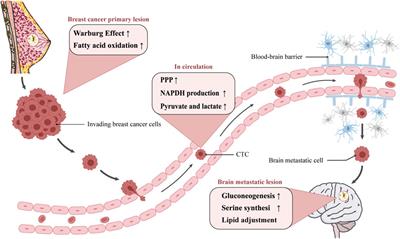 Metabolic Reprogramming Underlying Brain Metastasis of Breast Cancer